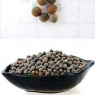 Fresh Mixed Tall Sweet Pea Seeds