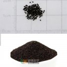 Fresh Tall Dark Red Snapdragon Seeds