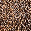 Fresh Canna Indica Mixed Seeds