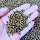 Fresh Semen cassiae Seeds