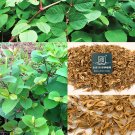Fresh Reynoutria japonica Seeds