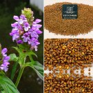 Fresh Self Heal Seeds