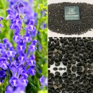 Fresh Chinese Skullcap Seeds