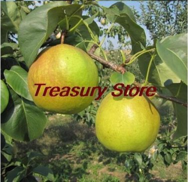 Fresh Four Seasons pear tree Seeds rare Seed health fruits pear