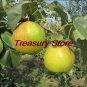 Fresh Four Seasons pear tree Seeds rare Seed health fruits pear