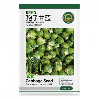 Fresh Jingyan&Acirc;&reg; Brussels Sprout Seeds