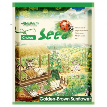 Fresh Golden Brown Sunflower Seeds (60cm Tall)