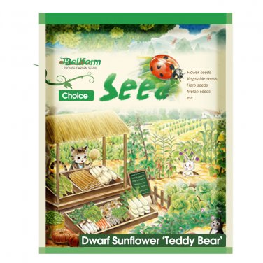 Fresh  Teddy Bear Dwarf Sunflower Seeds (30cm Tall)