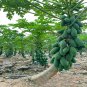 Fresh Premium Papaya Seeds Organic and Red Fleshed