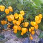 Fresh Hybrid F1 Yellow Devil Pepper Chilli Seeds