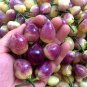 Fresh Culinary Kaleidoscope: Guangxi Five Color Capsicum Seeds