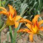 Fresh Hemerocallis middendorffii Daylily semillas Perennial Flower Seeds Orange
