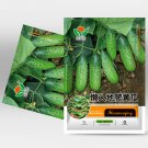Fresh Compact and Tasty: No Stake Mini Cucumber Varieties Seeds