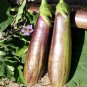 Fresh Bamboo Silk Marvel: Flowering Eggplant Seeds from Sichuan