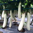 Fresh White Long Eggplant Seeds: Pure White Skin and Flesh
