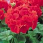Fresh Geranium Seeds Fire Queen F1