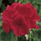 Fresh Geranium Seeds Maverick Red F1