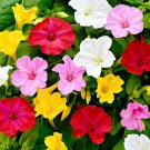 Fresh Four O clock Flower (Mirabilis jalapa) Seeds