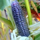 Fresh Garden Adventure Awaits: Baby Blue Jade Corn 4 Non GMO Seeds