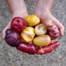 Fresh Peruvian Andean Potato Seeds