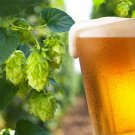 Fresh Brewmaster s Dream: 10 Seeds of the Cascading Hops Vine
