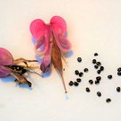 Fresh Dicentra peregrina Seeds Lovely Pink Bleeding Heart shaped Blooms