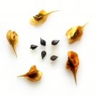 Fresh Organically Grown Reynoutria Multiflora Seeds for Herbal Remedies