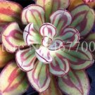 Fresh Aloe Cacti Agave Rare Succulent Plants Indoor Planta Agave Americana Potted Seeds