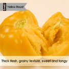 Fresh A Rare Gem: 5 Bags (200 Seeds / Bag) of Imperial Concubine Yellow Tomatoes