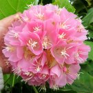 Fresh Landscape Brightener: Dombeya Shrub Seeds for Stunning Displays