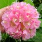 Fresh Landscape Brightener: Dombeya Shrub Seeds for Stunning Displays