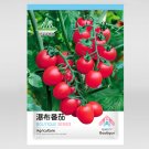 Fresh Blossom Cascade: 5 Bags (100 Seeds / Bag) of Waterfall Tomato Seed