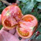Fresh grown Delight: 5 Bags (100 Seeds/Bag) Strawberry Fruit Tomatoes Balanced Flavor