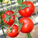 Fresh Endless Growth Delight: 5 Bags (200 Seeds / Bag) of China Veggies No.4 Tomatoes