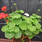 Fresh Rare Geranium Seed Variegated Geranium Potted Winter Garden Flower