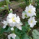 Fresh Alcea Chaste White Seeds