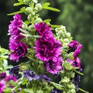Fresh Alcea Queeny Purple Seeds