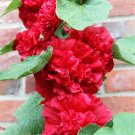 Fresh Alcea Nostalgia Red Seeds