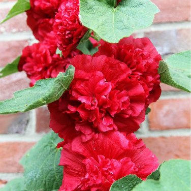 Fresh Alcea Nostalgia Red Seeds