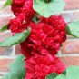 Fresh Alcea Nostalgia Red Seeds