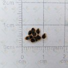 Fresh Seeds of Chinese Trumpet Vine Campsis grandiflora