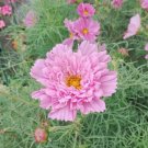 Fresh Cosmos bipinnatus Double Click Rose Bonbon Seeds