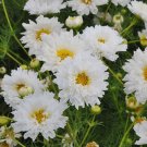 Fresh Cosmos bipinnatus Double Click Snow Puff Seeds