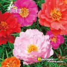 Fresh 5 Bags (500 Seeds / Bag) of Moss Rose Seeds Mixed Portulaca grandiflora