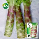 Fresh 5 Bags (2000 Seeds / Bag) Red Asparagus Lettuce Seeds