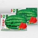 Fresh 5 Bags (25 Seeds Bag) of Lanzhou P2 Series: Large Fruit Super Watermelon