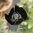 Fresh 50 Seeds of Papaver macrostomum ‘Black Magic’