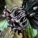 Fresh Tacca Chantrieri Seeds (5 Seeds)
