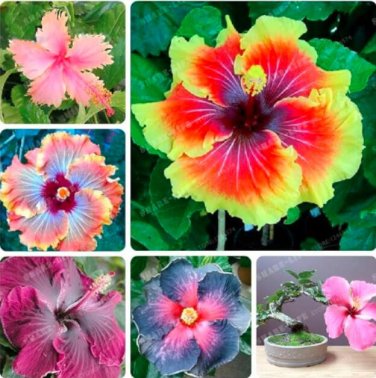 Fresh HIBISCUS ROSA SINENSIS Flower Seed Mixed