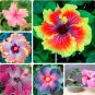 Fresh HIBISCUS ROSA SINENSIS Flower Seed Mixed